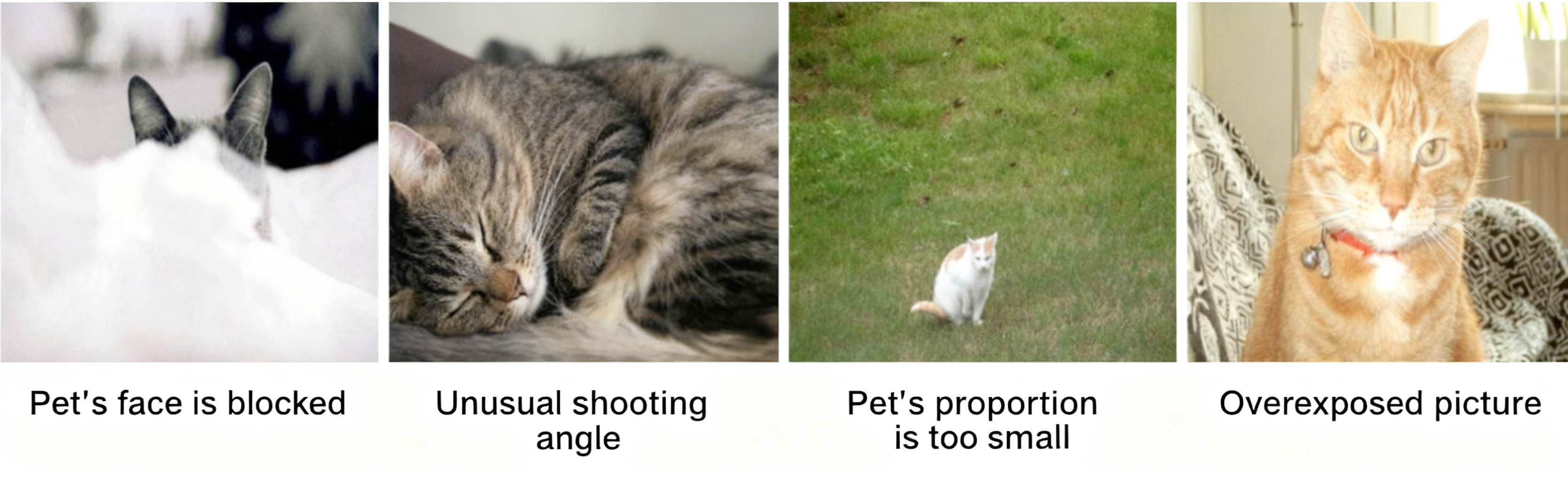 On-App AI Pet Image Quality Inspection: Three-Stage Pipeline On-Device Detection and Anomaly Filtering Mechanism