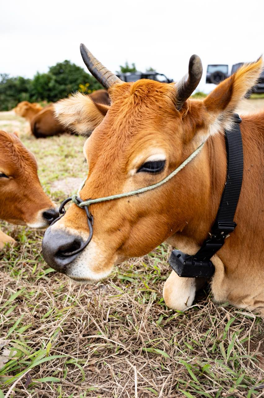 AI cattle herding gallery image 6.