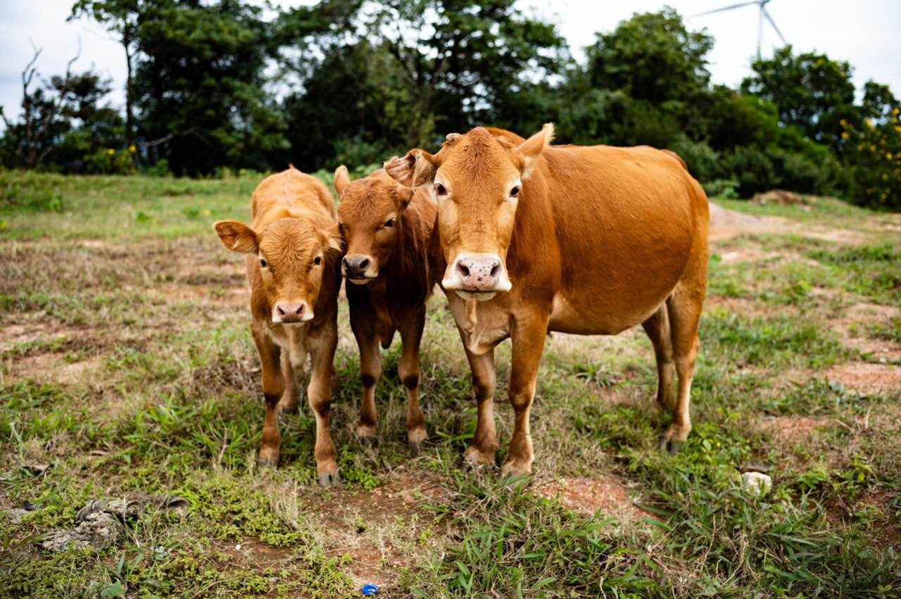 AI cattle herding gallery image 3.