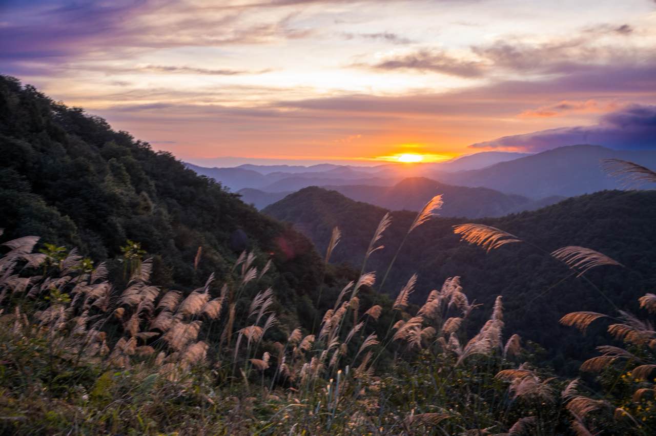 AI cattle herding gallery image 7.