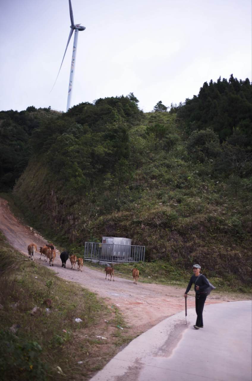 AI cattle herding gallery image 1.